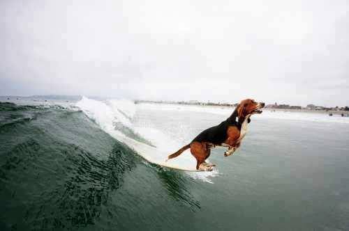 SURFING DOG COLLARS SPORTSDOGID